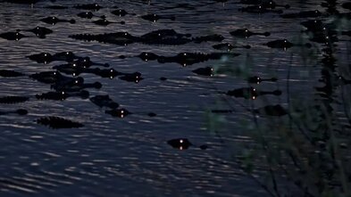 alligators at night on Lake Kissimmee
